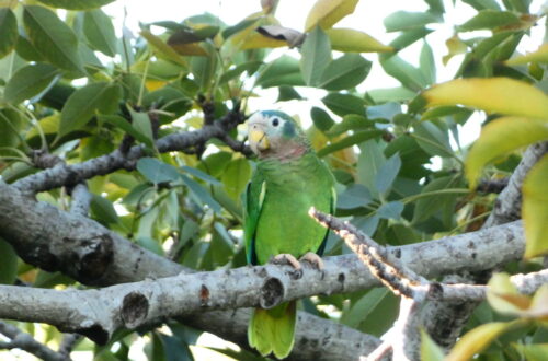 Amazona collaria