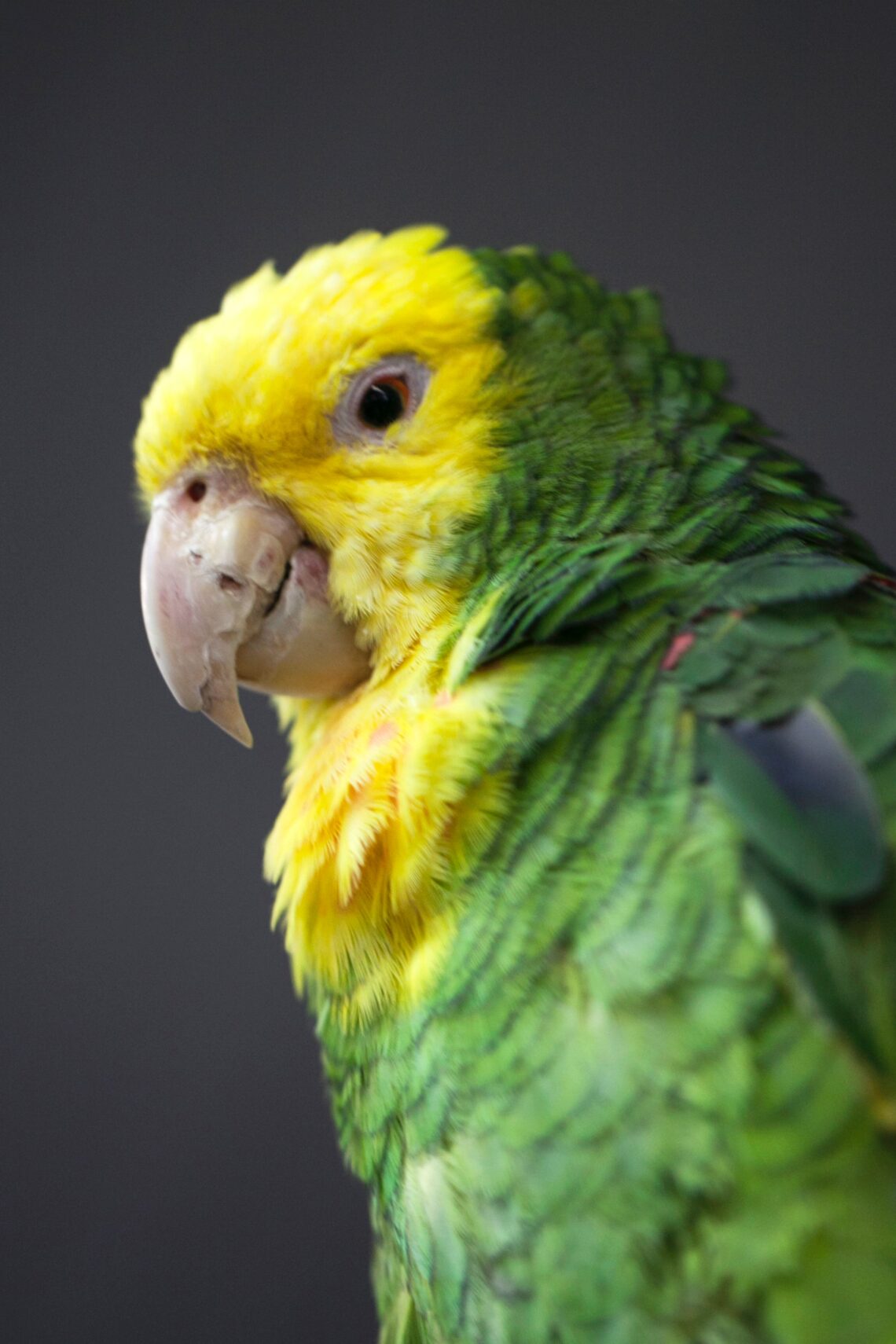 Loro Cariamarillo