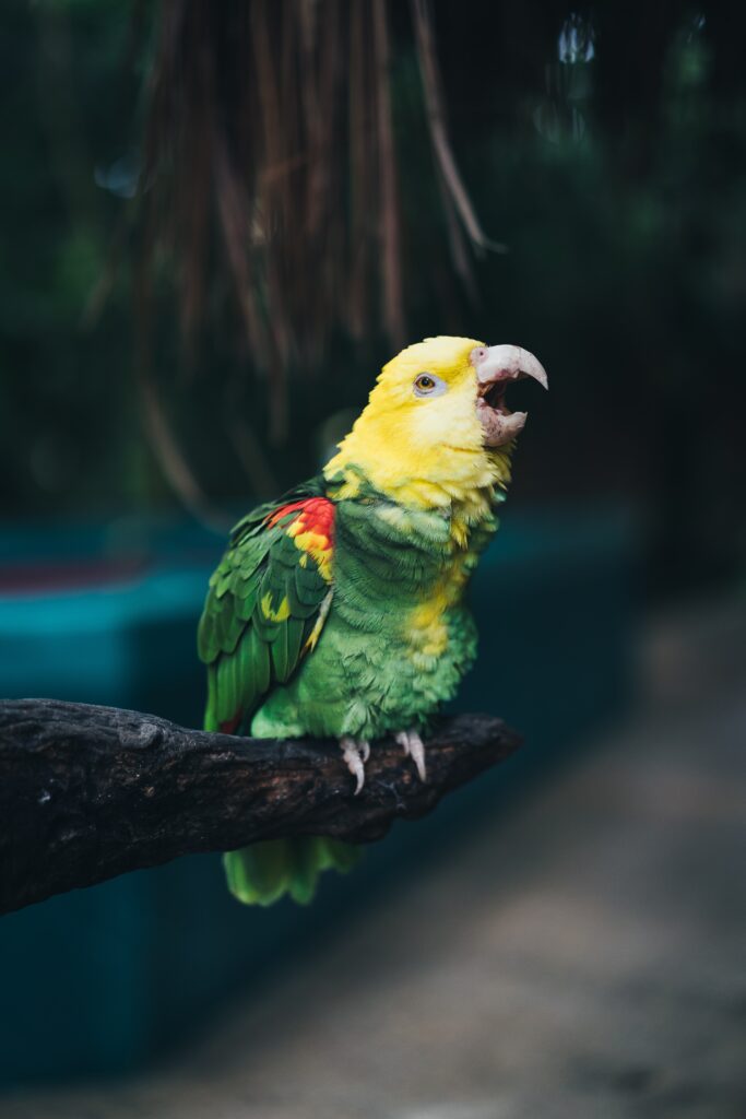 Loro Cariamarillo