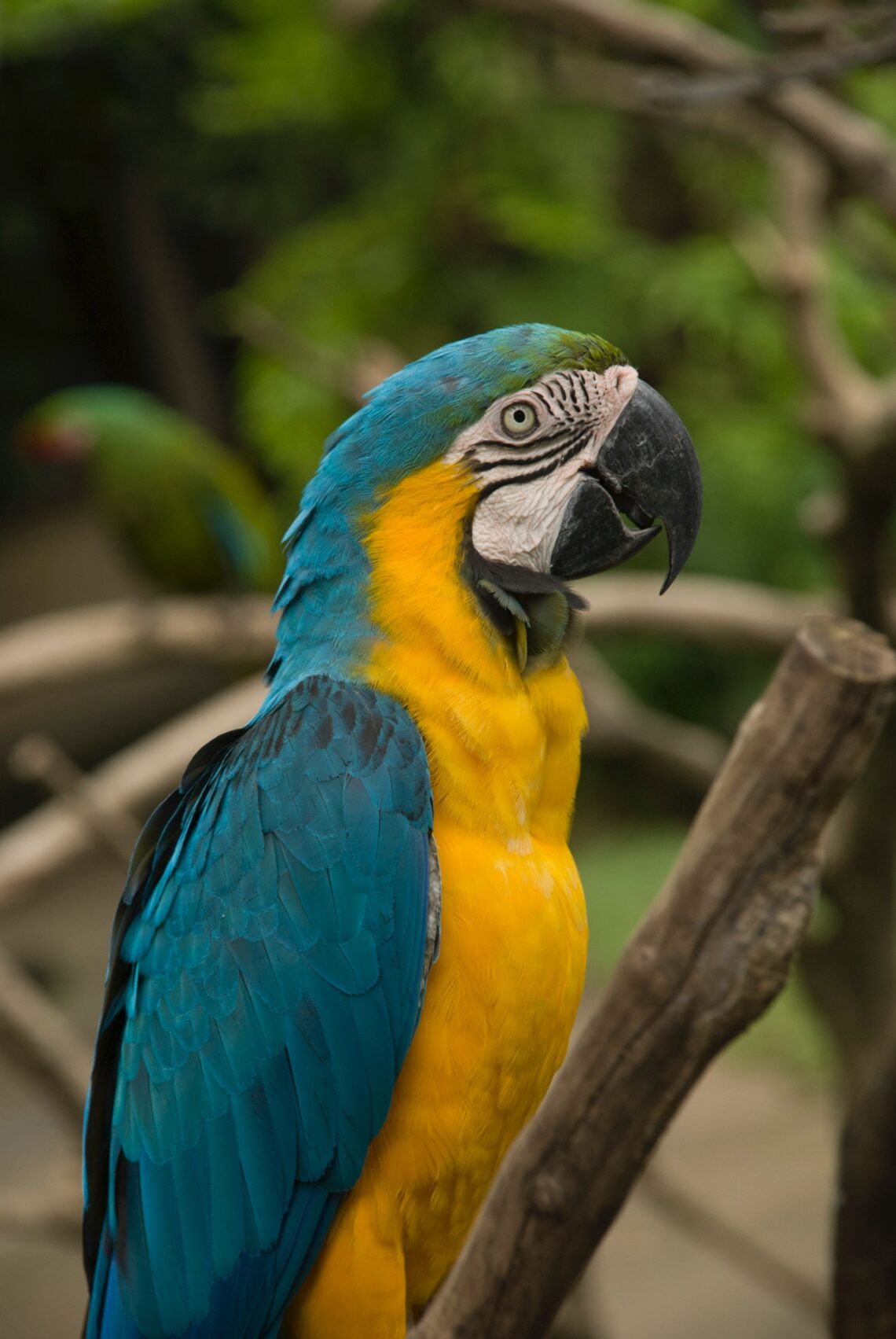 Guacamayo azul y amarillo