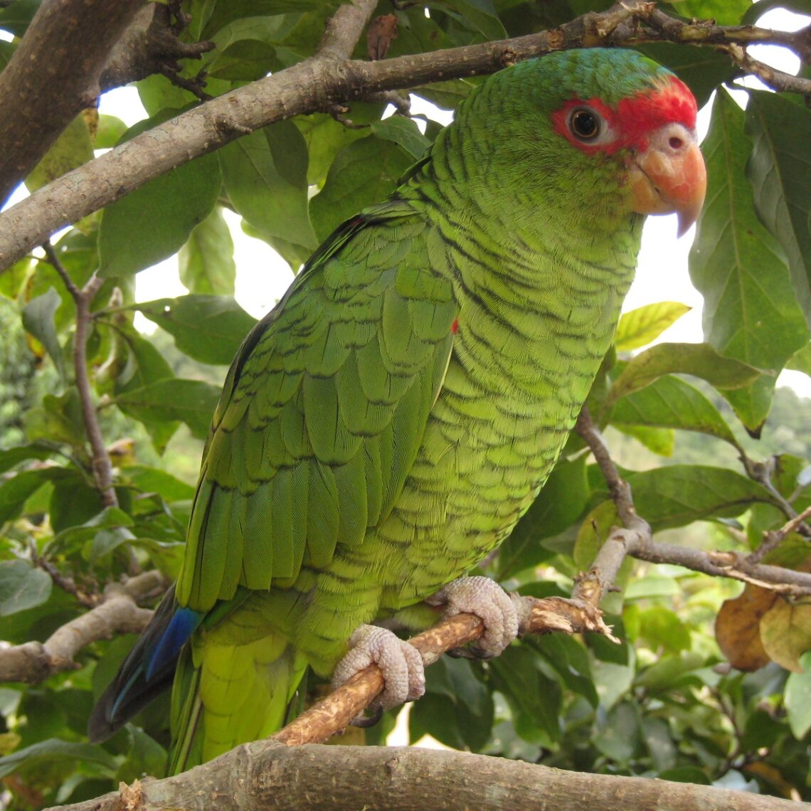 Loro Pretrei