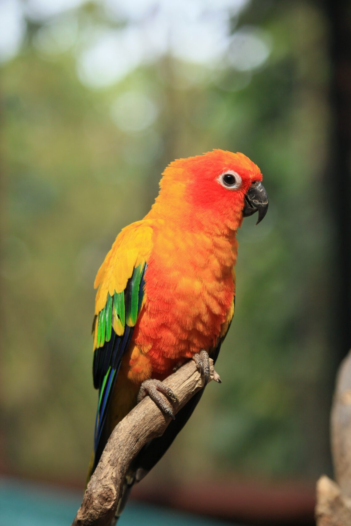 Perico del sol