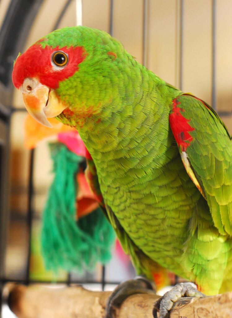 Loro Pretrei 2