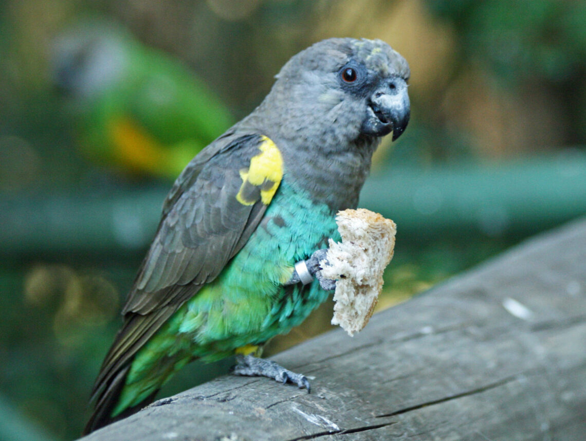 Perico de Meyer