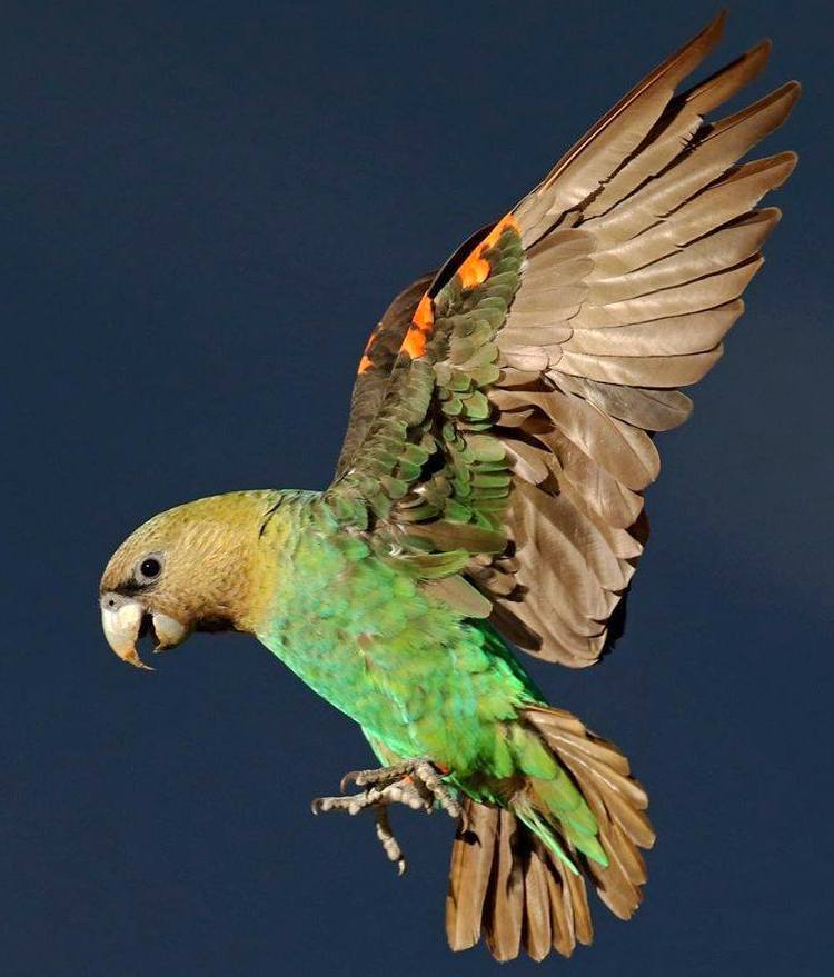 Perico del Cabo