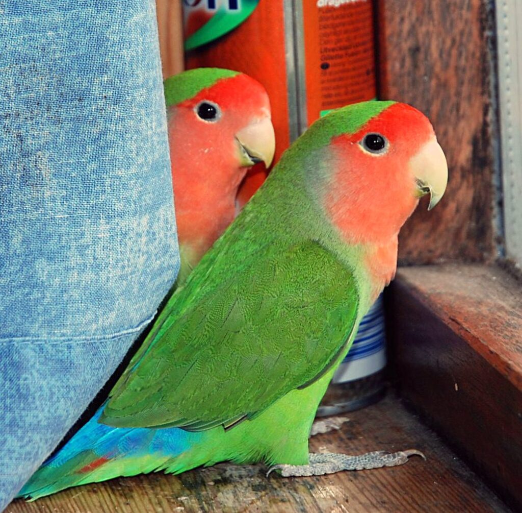 Inseparable de Namibia