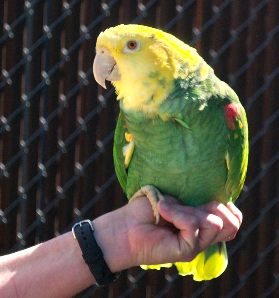 Amazona Frentiamarilla