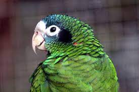 Amazona de Hispaniola