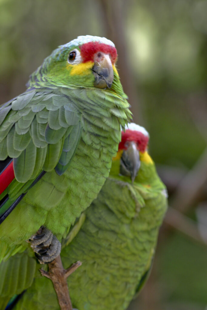 Amazona Otoñal