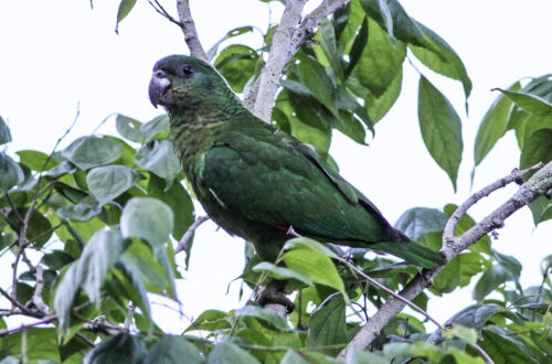 Amazona de Jamaica en una rama de selva tropical