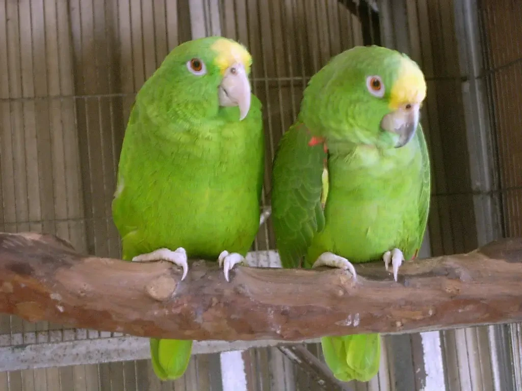 Amazona de Panamá interactuando