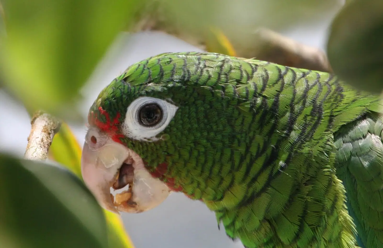 Amazona de Puerto Rico alimentándose de frutas en un árbol