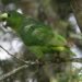 Amazona de corona negra en primer plano