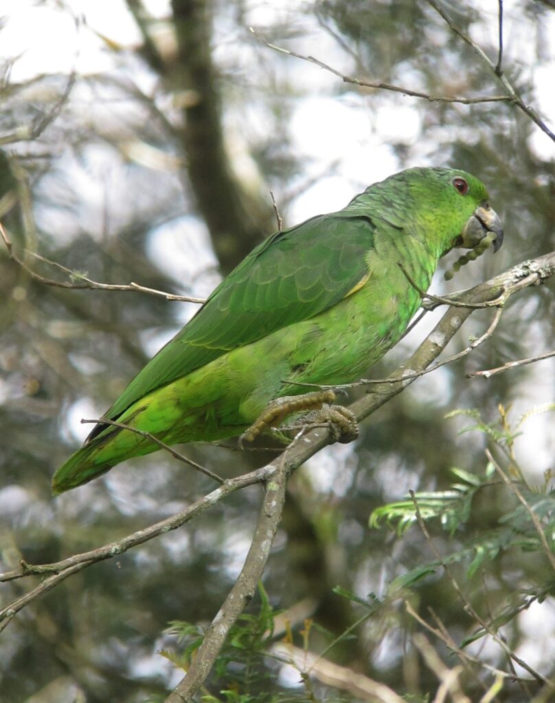 Hábitat natural de la Amazona de corona negra