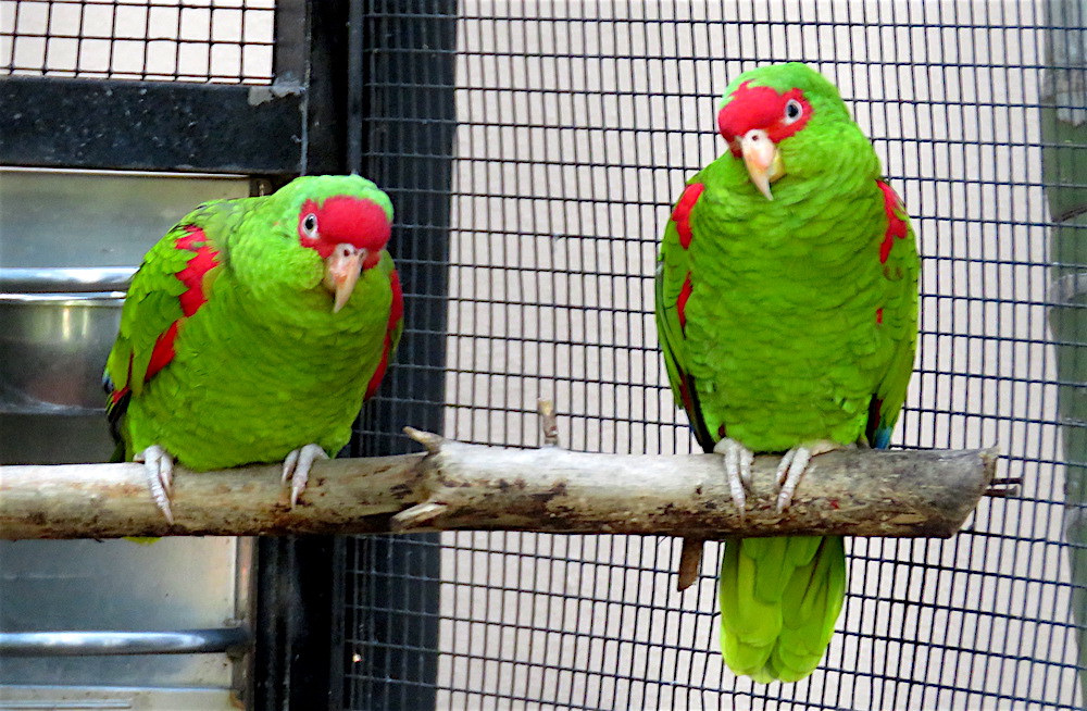 Amazona pretrei 3