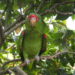 Amazona pretrei en su hábitat natural