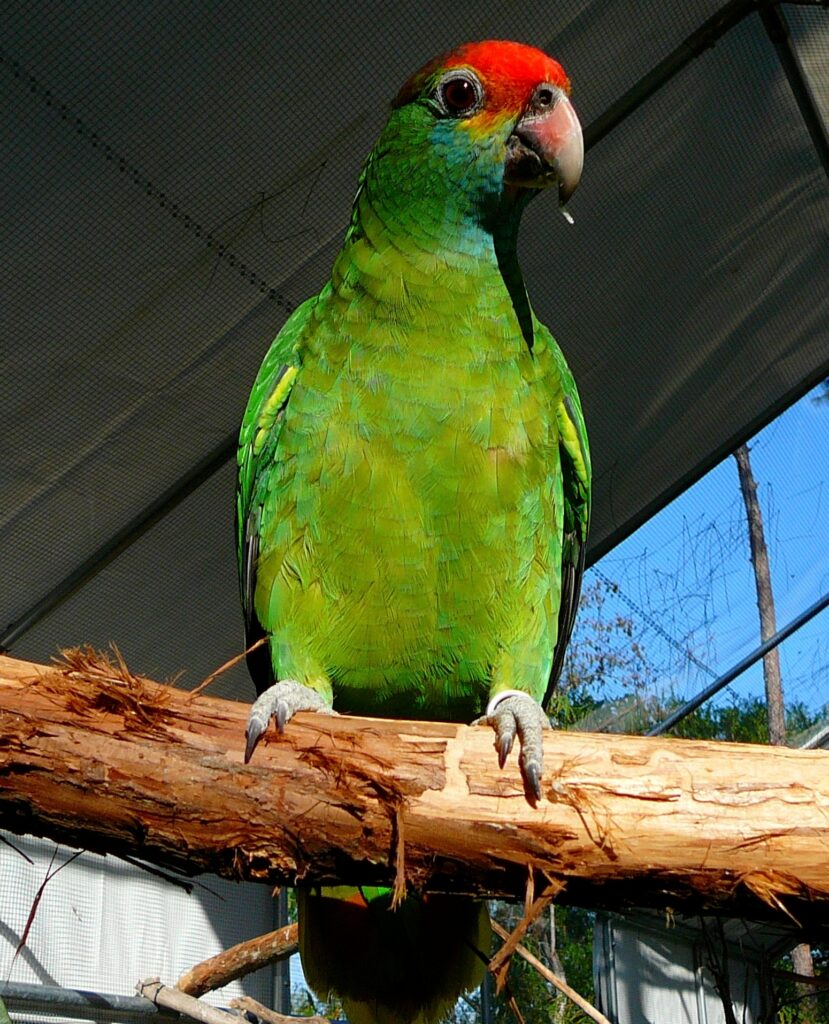 Amazona de frente roja posada en una rama