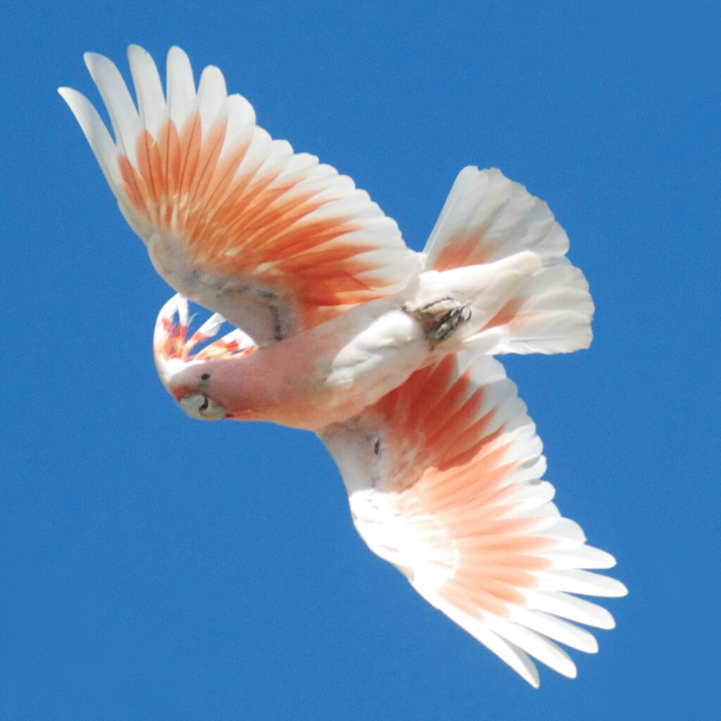 Cacatúa inca volando con alas extendidas