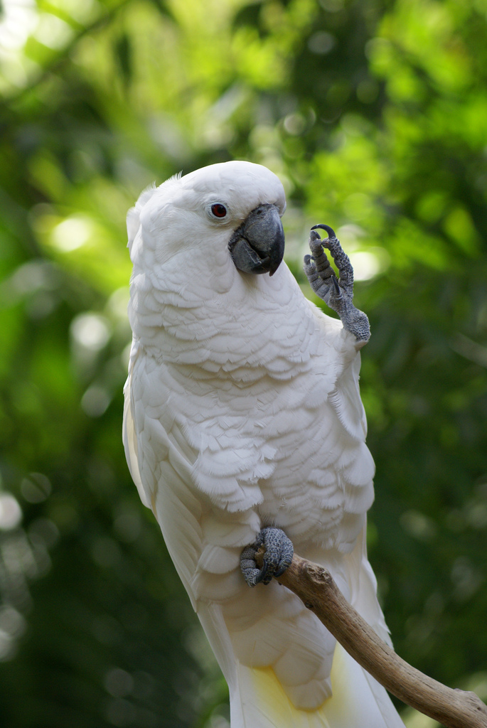 Cacatúa blanca explorando el bosque