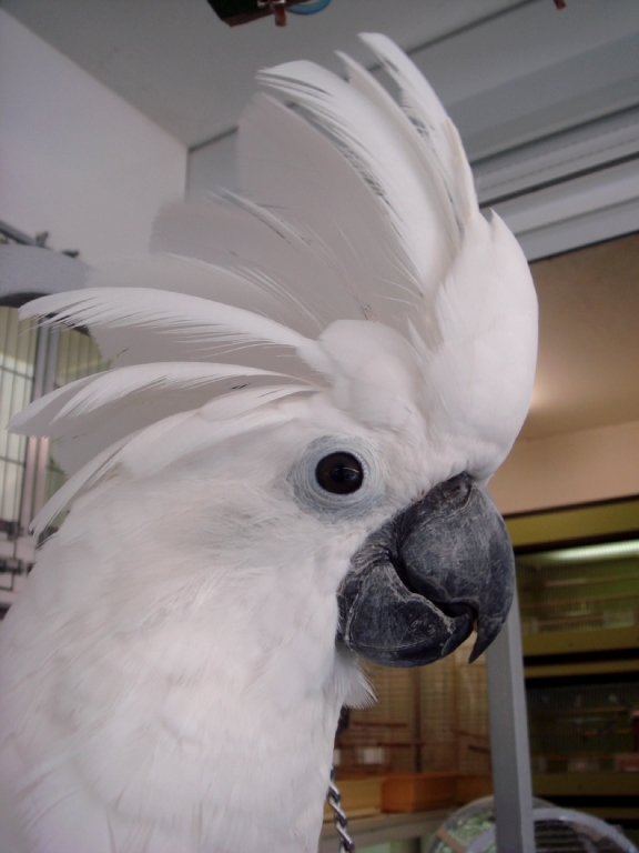 Cacatúa Blanca 3