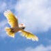 Cacatúa de las Molucas con las alas desplegadas
