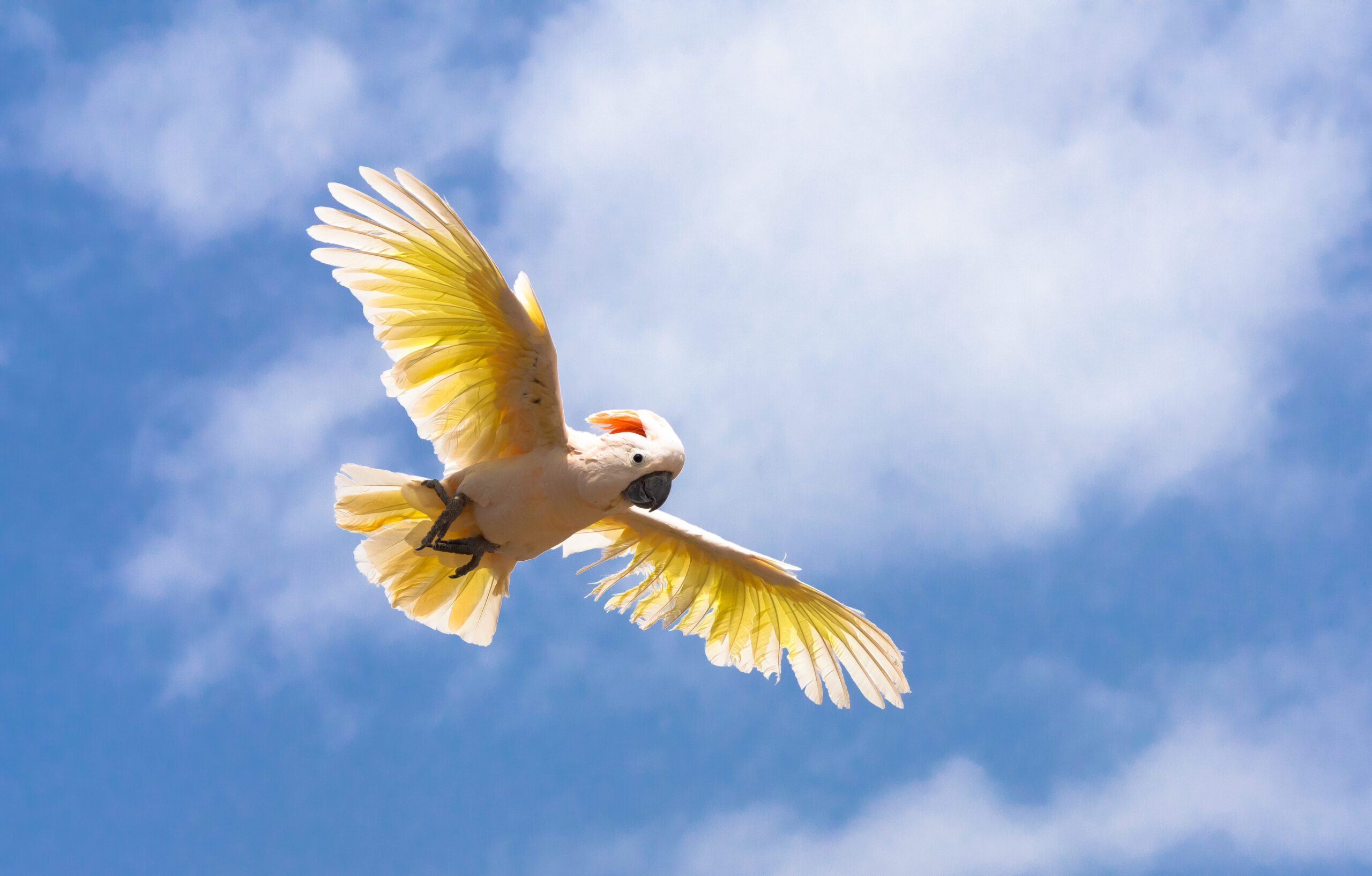 Cacatúa de las Molucas con las alas desplegadas
