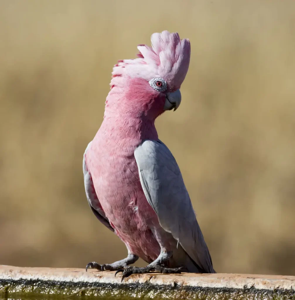 Primer plano del plumaje rosado y gris de una cacatúa Galah