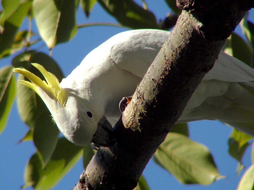 Cacatúa sulfúrea