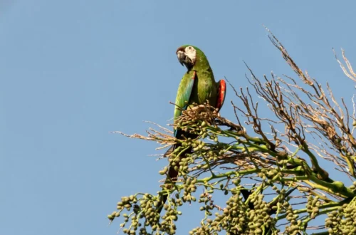 Guacamaya Maracaná posada en una rama