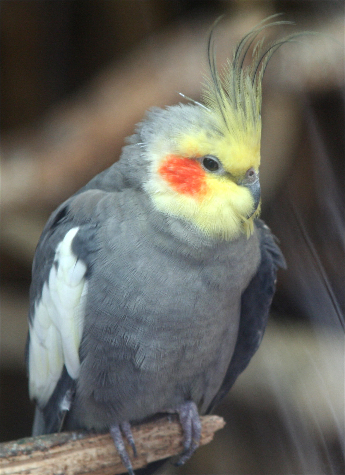 Primer plano de una cacatúa ninfa mostrando su plumaje colorido